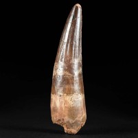 Spinosaurus Zahn 10 cm aus Marokko zum Kaufen