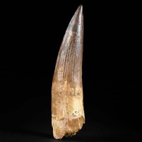 10,7 cm Spinosaurus Zahn aus dem Kem Kem Becken