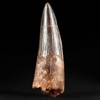 10,5 cm Spinosaurus Zahn aus der Kreidezeit