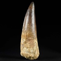 Großer versteinerter 12 cm Spinosaurus Zahn aus der Kreidezeit