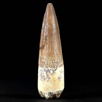 Fossilien Spinosaurus Zahn Kreidezeit von Marokko