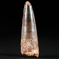 Fossilien Spinosaurus Zahn aus der marokkanischen Wüste