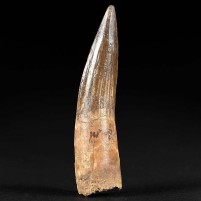 Versteinerter Saurier Zahn 6 cm von Spinosaurus aus der Kreidezeit