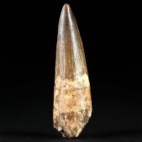 Versteinerter Saurier Zahn von Spinosaurus aegyptiacus