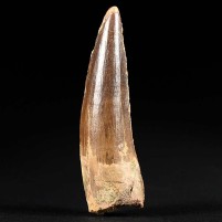 Versteinerter Saurier Zahn aus den Kem Kem Beds Spinosaurus aegyptiacus