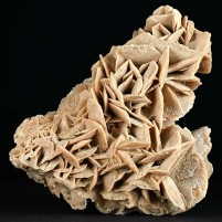 Schöne Sandrose Gipsrose aus der Sahara von Marokko
