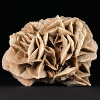 dekorative Sandrose, Gipsrose aus der Sahara