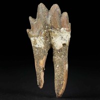Versteinerter Urwal Backenzahn von Basilosaurus aus dem Eozän