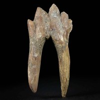 Seltener versteinerter Backenzahn von Basilosaurus Urwal aus dem Eozän