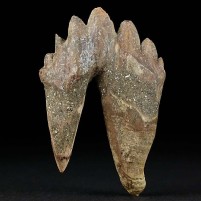 Seltener Urwal Backenzahn von Basilosaurus aus dem Eozän