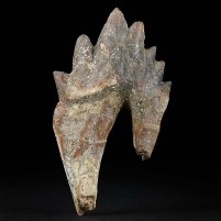Seltener versteinerter Basilosaurus Backenzahn aus dem Eozän