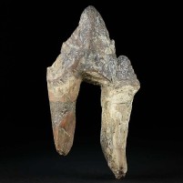 Fossilien versteinerter Urwal Backenzahn von Basilosaurus sp.