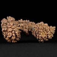 Fossilien versteinerter Reptilien Koprolith aus dem Eozän