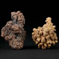 Geschenksidee versteinerter Kotstein Koprolith aus der Urzeit