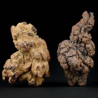 Versteinerte Koprolithe Kotsteine aus der Urzeit von Madagaskar