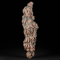 13 cm langer versteinerter Koprolith Kotstein aus Madagaskar