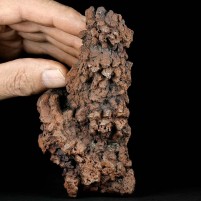Großer versteinerter Reptilien Koprolith 12 cm lang aus Madagaskar