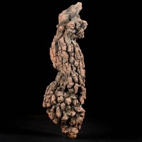 Versteinerter Koprolith Reptilien Dung, Kotstein aus dem Eozän