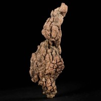 Versteinerter Schildkröten Kotstein Koprolith aus dem Eozän