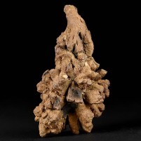 Fossilien versteinerter Kotstein, Koprolith einer Meeresschildkröte 