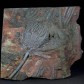 Versteinerte Seelilien Scyphocrinites elegans Fossilien Onlineshop