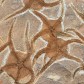 Fossile Schlangensterne aus dem Ordovizium von Marokko
