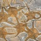 Schlangensterne Ophiura aus dem Ordovizium 50 Mio Jahre alt.