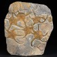 Herrliche Fossilienplatte mit versteinerten Schlangensternen Ophiura