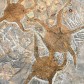 Fossilien Schlangensterne aus dem Ordovizium Ophiura sp.