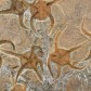 Versteinerte Schlangensterne Ophiura sp.