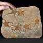 Seltene versteinerte Schlangensterne aus dem Ordovizium