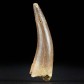 Versteinerter Plesiosaurus Zahn Zarafasaura