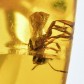 Fosslien stachellose Bienen im Bernstein Dominikanische Republik