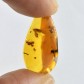 Bernstein Inklusen mit Insekten aus der DomRep