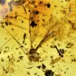 Schöne Bernstein Inkluse aus Chiapas Mexiko mit Mücken
