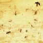 Fossilien Kopal mit Insekten Einschlüsse Inklusen aus Madagaskar