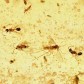 Fossilien schöner Kopal mit Insekten Inklusen aus Madagaskar