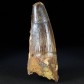 Versteinerter Spinosaurus Zahn aus den Kem Kem Beds