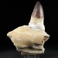 Tolle Fossilien Stufe mit Mosasaurus Zähne aus der Kreidezeit
