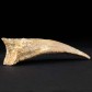 Echte versteinerte Fußkralle von Spinosaurus aus der Kreidezeit