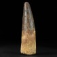 Raubsaurier Zahn aus der Kreidezeit Spinosaurus aegyptiacus