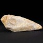 Versteinerte Saurier Kralle aus der Kreidezeit