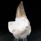 Toller versteinerter Mosasaurus Zahn auf Kieferfragment