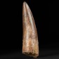 Toller versteinerter Spinosaurus Zahn 9,1 cm aus der Kreidezeit