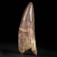 Spinosaurus Zahn aus dem Kem Kem Becken 7,3 cm