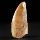 Raubsaurier Zahn von Abelisaurus sp.