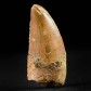 Versteinerter Abelisaurus Zahn aus Marokko