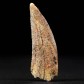 Abelisaurus Zahn aus der Kreide von Marokko