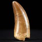 Fossilien versteinerter Raubsaurier Zahn Carcharodontosaurus