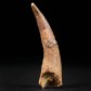 Dinosaurier Fossilien. Versteinerter Flugsaurier Zahn aus der Kreidezeit